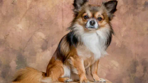 Chihuahua Care Guide: Temperament, Lifespan, and What New Owners Should Know