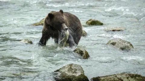 Why Do Brown Bears Get So Fat Before Hibernation?