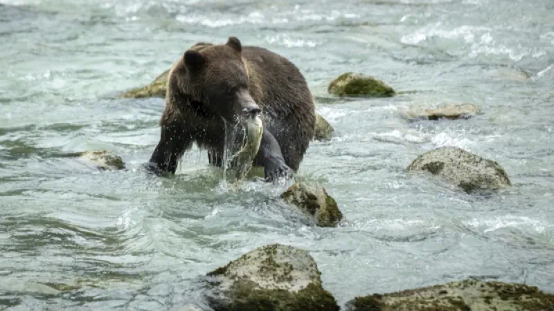 Why Do Brown Bears Get So Fat Before Hibernation?