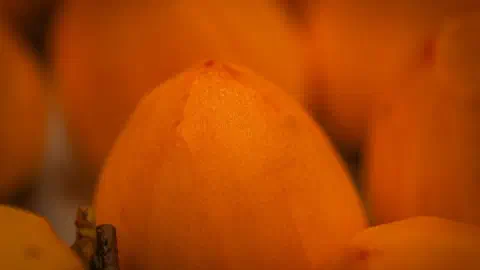 カメムシ大量発生2026｜静岡で28年ぶりの病害虫警報、注意報は31府県に　原因と家庭でできる対策